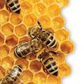 Rémi Coche, apiculteur BIO