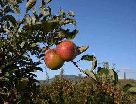 Pommes et poires lacroix 04